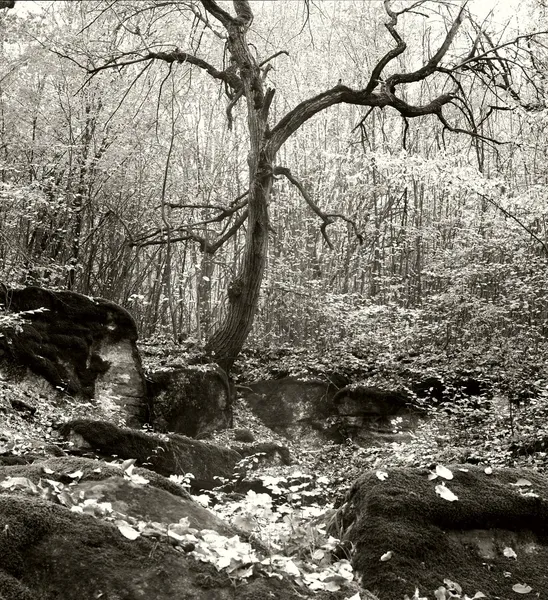 Oude boom en stenen — Stockfoto
