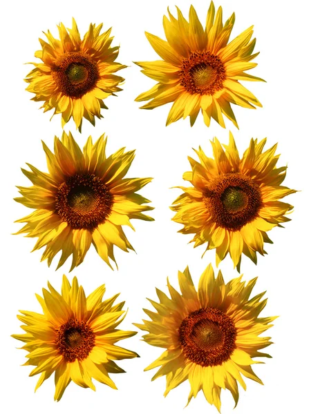 Izolované slunečnice — Stock fotografie