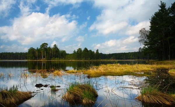 Lago con hierba — Foto de Stock