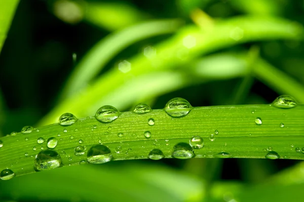 Grass and dew — Stock Photo, Image