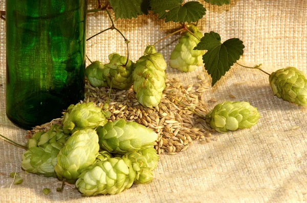 Hop and sty — Stock Photo, Image