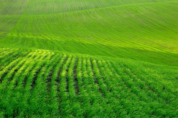 Feld mit Gras — Stockfoto