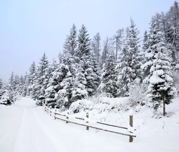 Зимова дорога в лісі — стокове фото