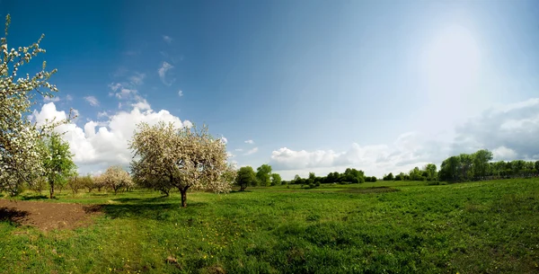 Apple orchard Панорама — стокове фото