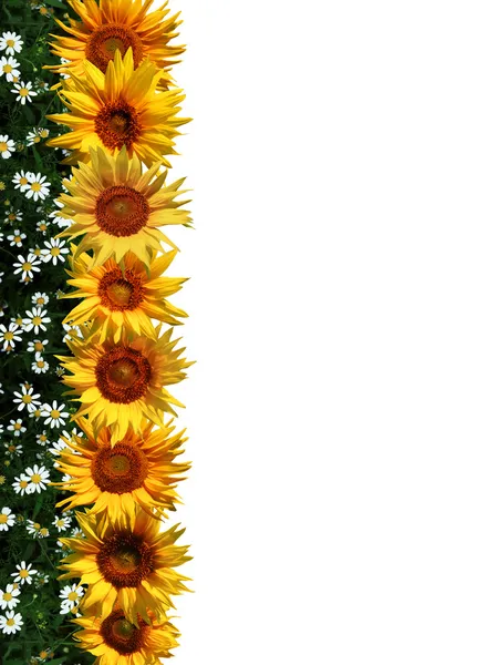 Linia de floarea soarelui — Fotografie, imagine de stoc