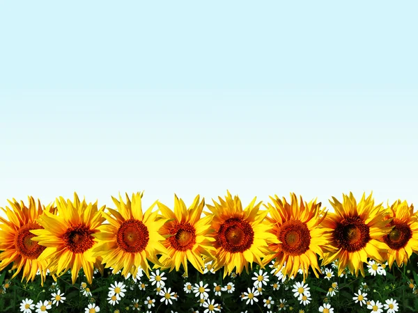 Linia de floarea-soarelui cu iarbă — Fotografie, imagine de stoc