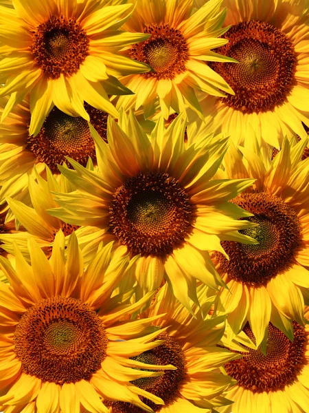 Floarea soarelui se închide — Fotografie, imagine de stoc