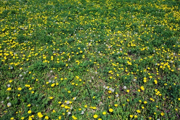 민들레 풀밭 — 스톡 사진