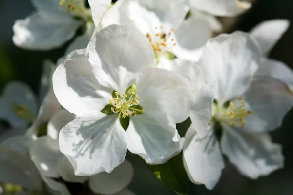 White apple blossoms — Stock Photo, Image