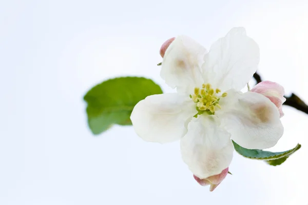White apple blossoms — Stock Photo, Image