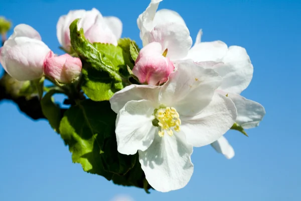 Weiße und rosa Apfelblüte — Stockfoto