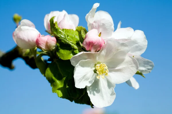 Weiße und rosa Apfelblüte — Stockfoto