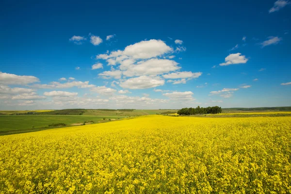 Campo amarillo — Foto de Stock