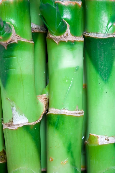 Bambusstämme — Stockfoto