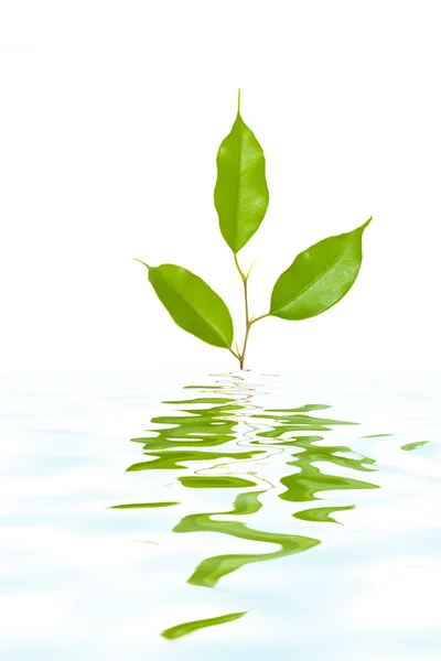 Pflanze im Wasser — Stockfoto