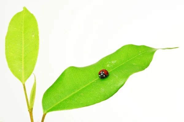Marienkäfer auf grünem Blatt — Stockfoto