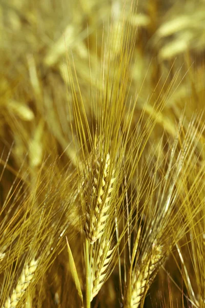 Gold oat — Stock Photo, Image