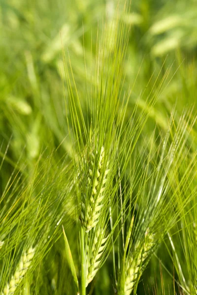 Green oat — Stock Photo, Image
