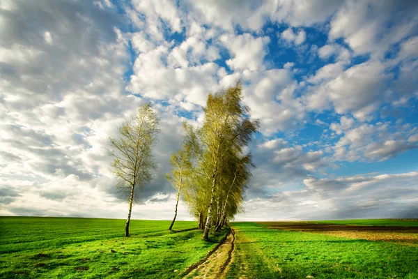 Träd i fält — Stockfoto