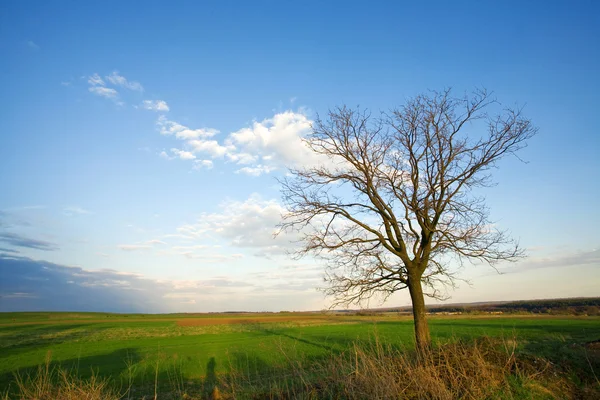 Jedno drzewo — Zdjęcie stockowe