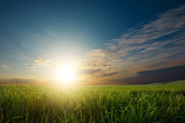 Sunset over green crops — Stock Photo, Image