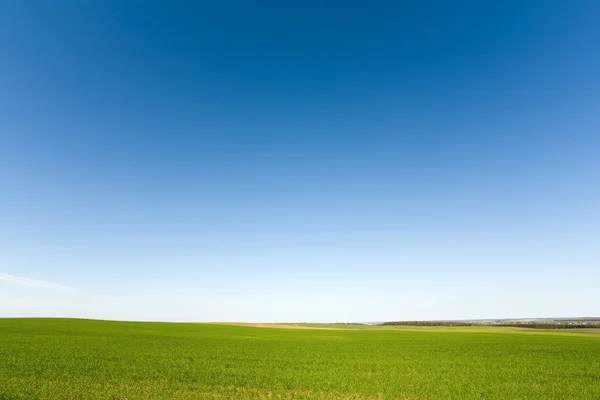 Grüne Pflanzen und wolkenloser Himmel — Stockfoto