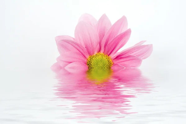 Flower in water — Stock Photo, Image