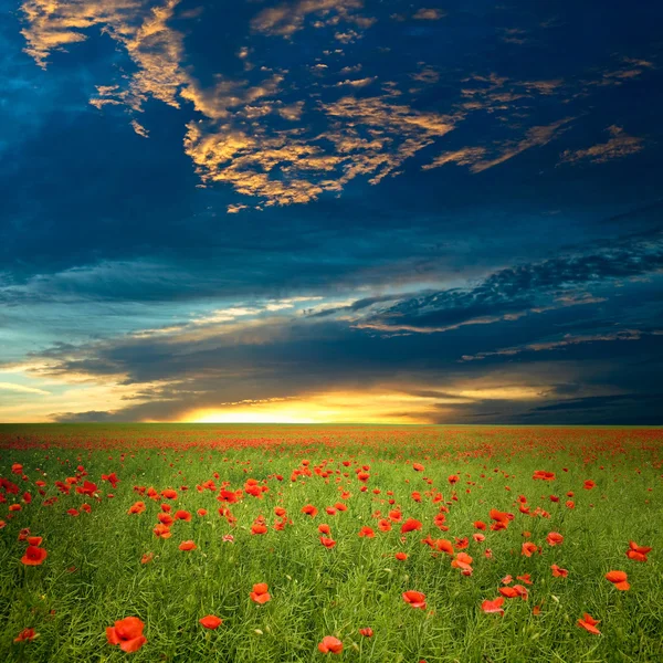 Campo con amapolas rojas —  Fotos de Stock