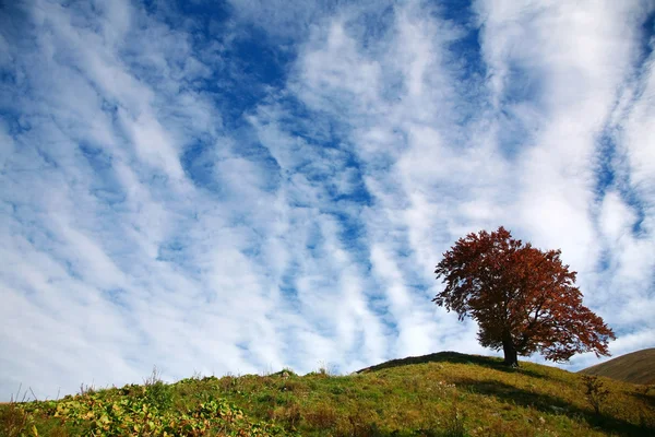 Träd på en kulle — Stockfoto