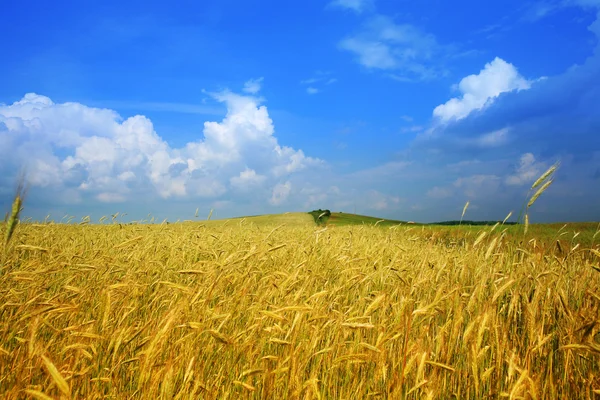 小麦的黄色字段 — 图库照片