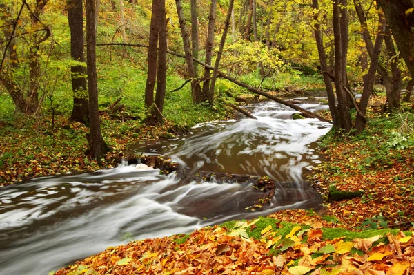 Sonbahar ağaçlar arasında nehir — Stok fotoğraf