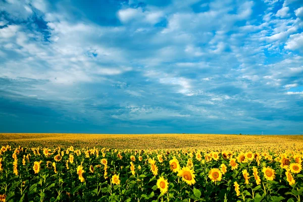 Gebied van zonnebloemen — Stockfoto