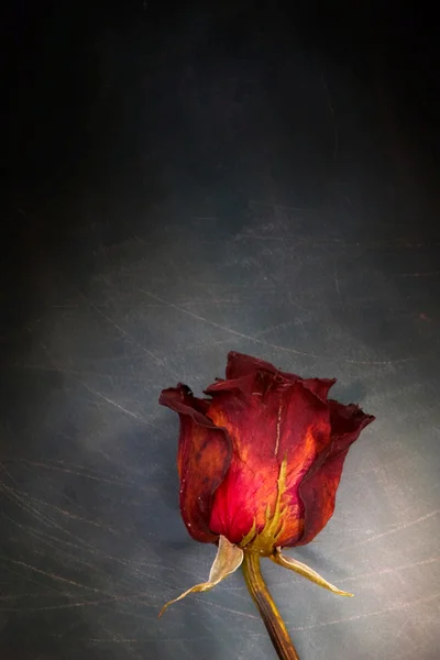 REd rose — Stock Photo, Image