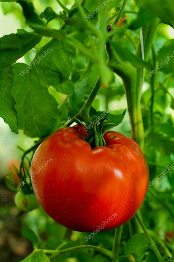 Ripe tomato — Stock Photo © velkol #8573628