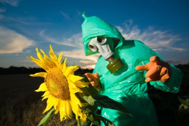 On sunflower field clipart