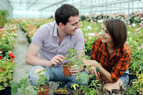 stock image Couple in a greenhouse