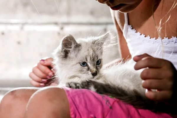 Kitten in arms — Stock Photo, Image