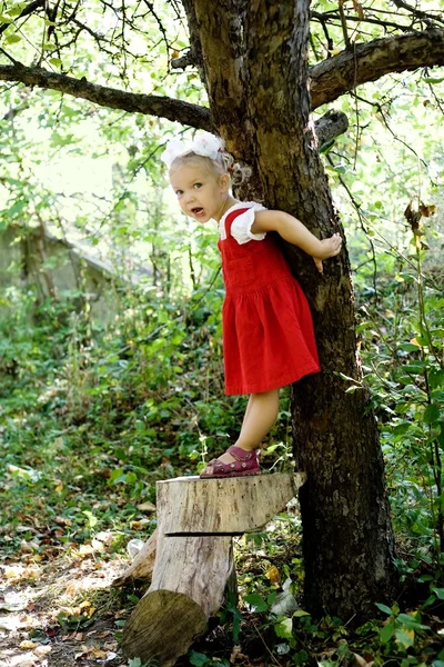På trädet — Stockfoto