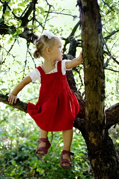 Na stromě — Stock fotografie