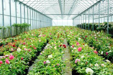 Fresh roses in a greenhouse clipart