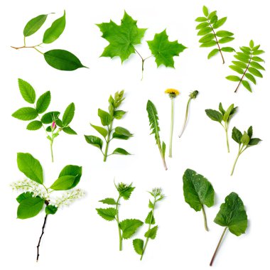 Plants clipart