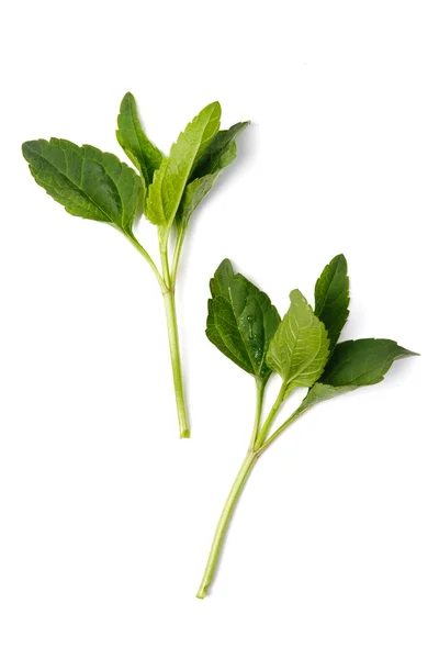 Green plant — Stock Photo, Image