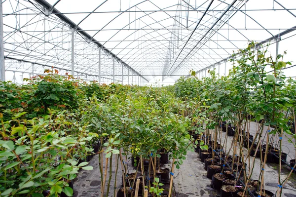 Estufa com plantas nele — Fotografia de Stock