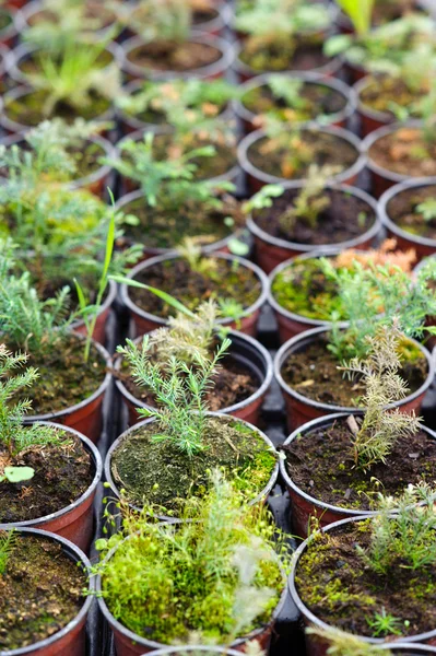 Hothouse seedlings in small pots — Stock Photo, Image