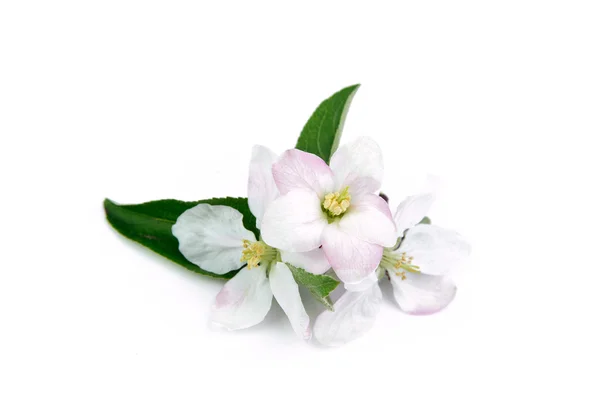 Little branch of apple-tree flowers — Stock Photo, Image