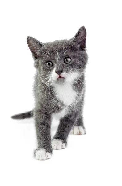 Lilla grå kattunge på vit bakgrund — Stockfoto