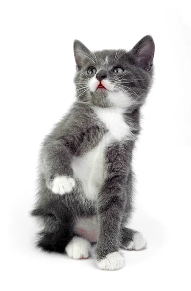 在白色背景上的灰色小猫 — 图库照片