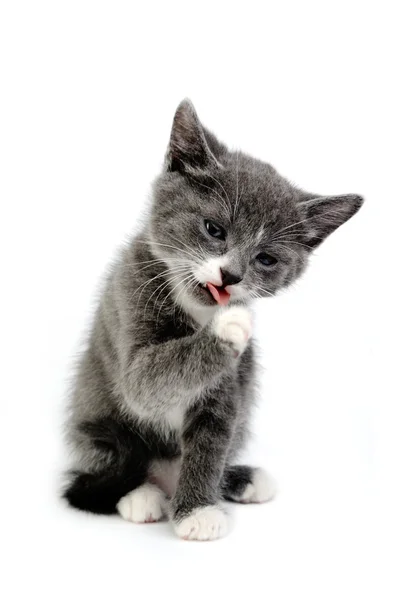 छोटी बिल्ली अपने पांव को चाट रही — स्टॉक फ़ोटो, इमेज