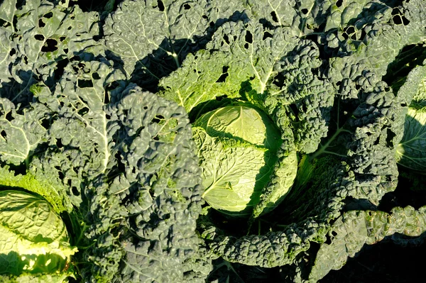Green fresh leafy cabbages — Stock Photo, Image