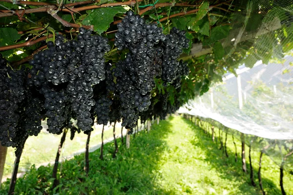 Vinmark med lilla druer – stockfoto